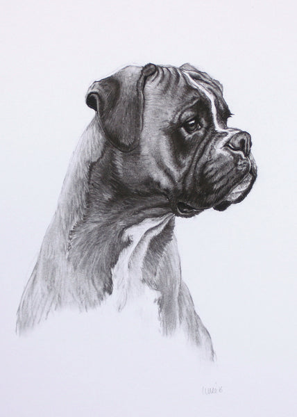 Boxer Dog original drawing