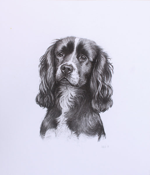 Cocker Spaniel Dog original drawing