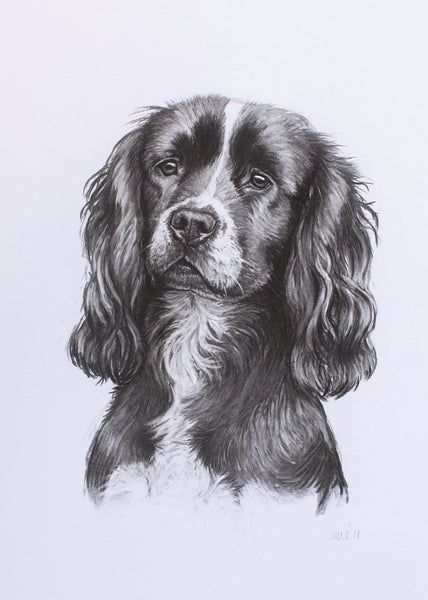 Cocker Spaniel Dog original drawing
