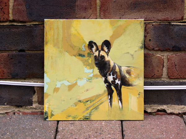 58/66 - Mellow African Painted Dog