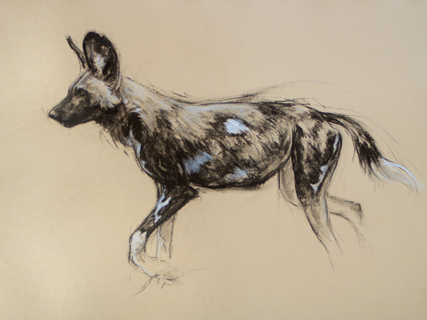 49/66 series - Trotting Painted Dog sketch
