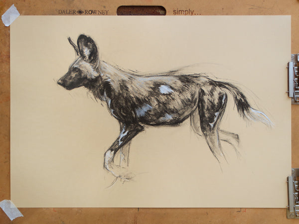 49/66 series - Trotting Painted Dog sketch