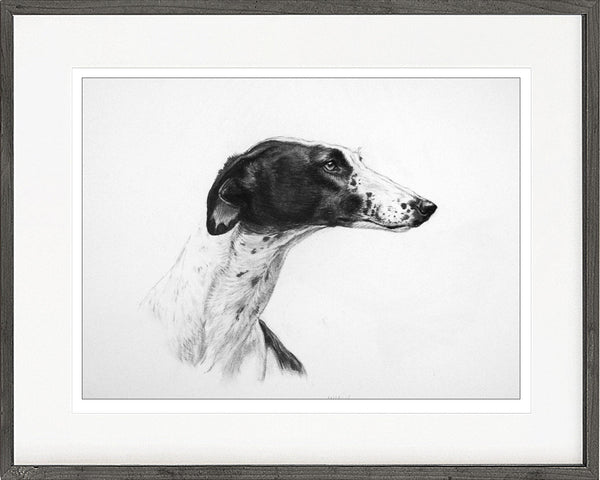 Greyhound dog print